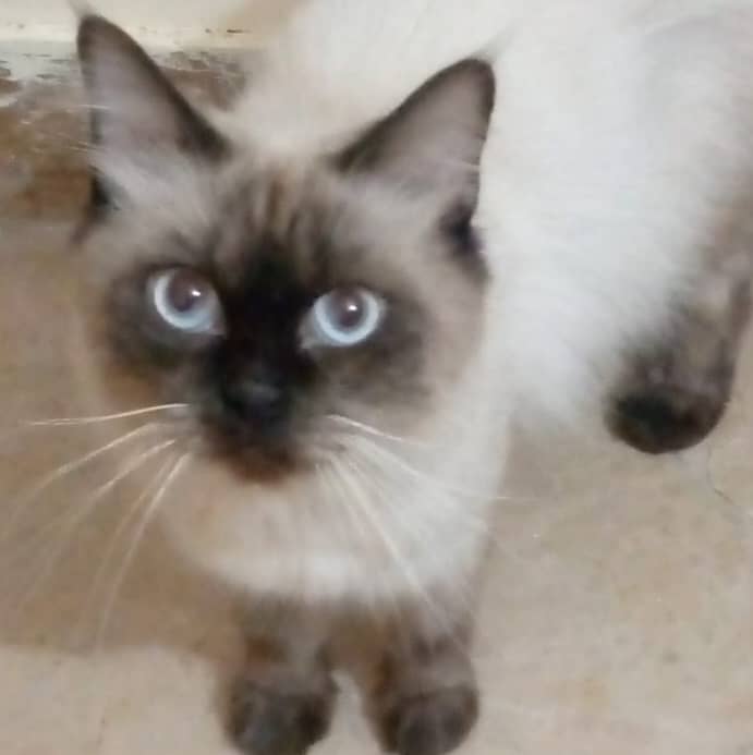 Himalayan Male Cat for Sale 0