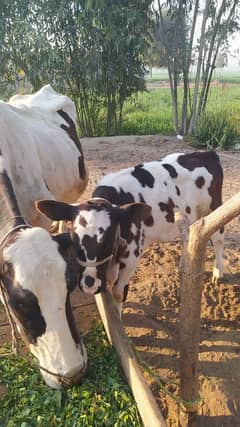 Cow with Daughter pure Gurssy