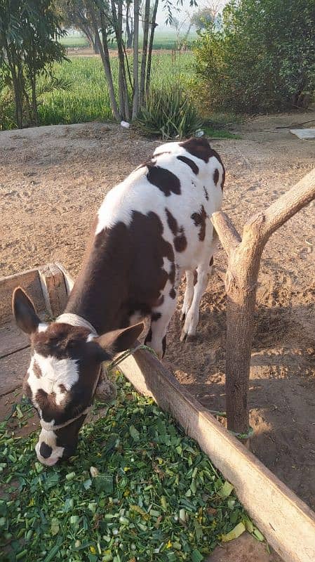 Cow with Daughter pure Gurssy 1