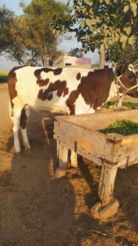 Cow with Daughter pure Gurssy 2