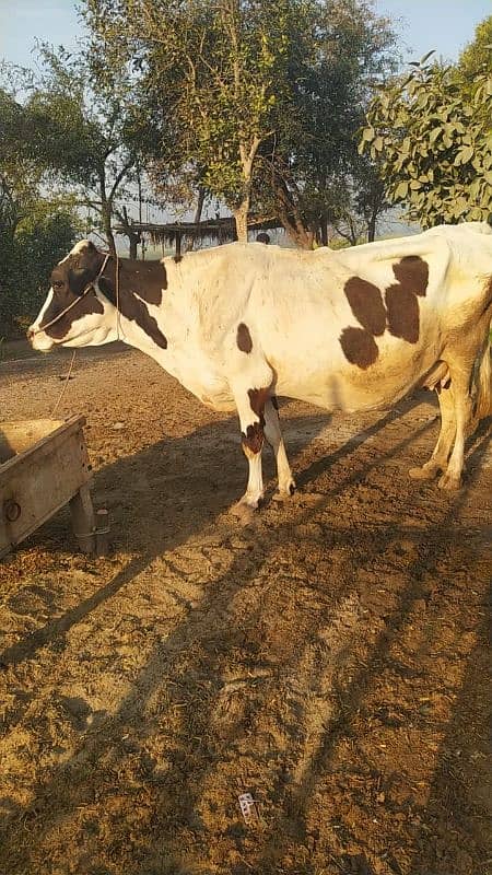 Cow with Daughter pure Gurssy 3