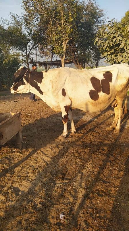 Cow with Daughter pure Gurssy 4