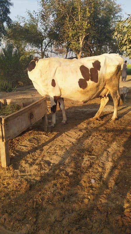 Cow with Daughter pure Gurssy 5