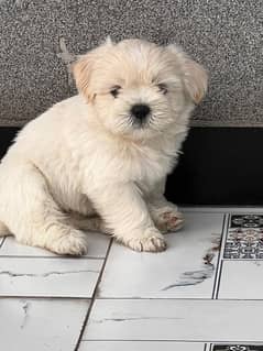 Shihtzu