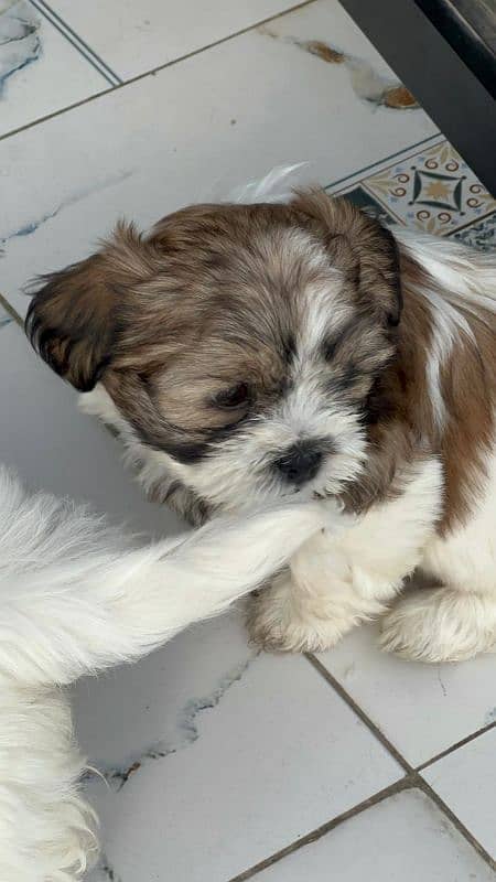 Shihtzu puppies 2