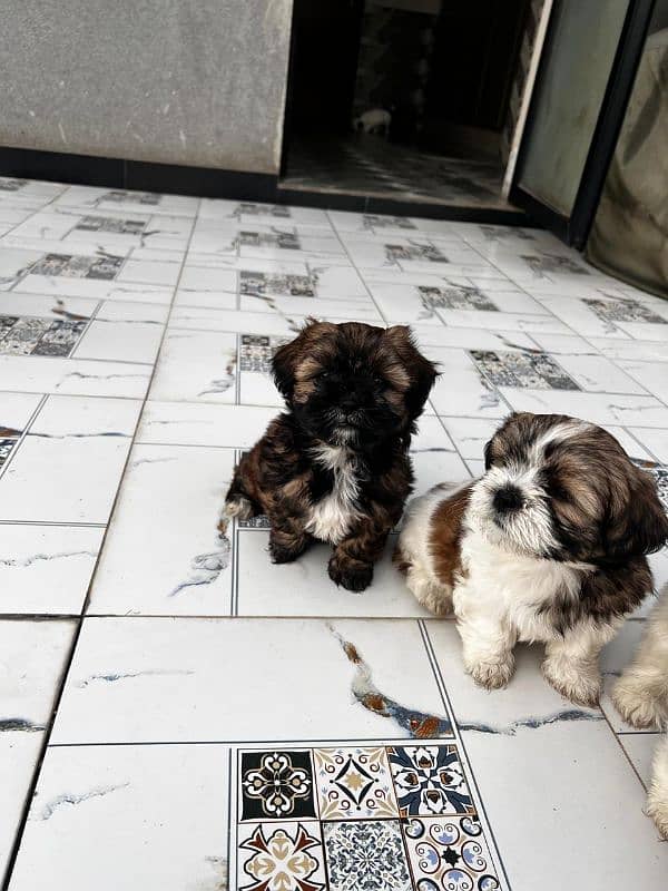 Shihtzu puppies 5