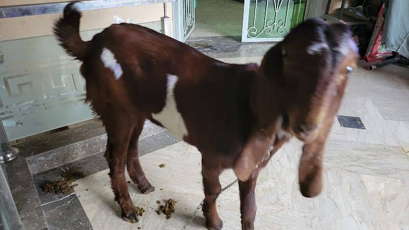 Desi Nagra Cross Bakra, 1