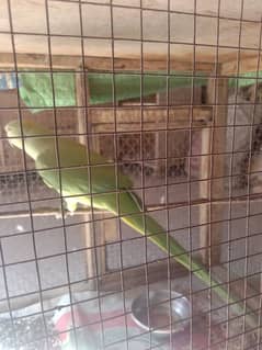 female parrot for sale