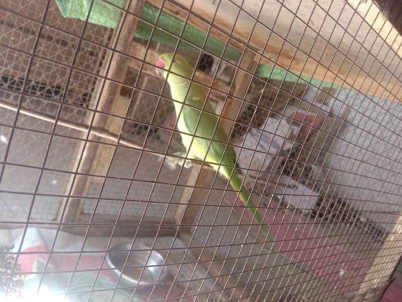 female parrot for sale 2