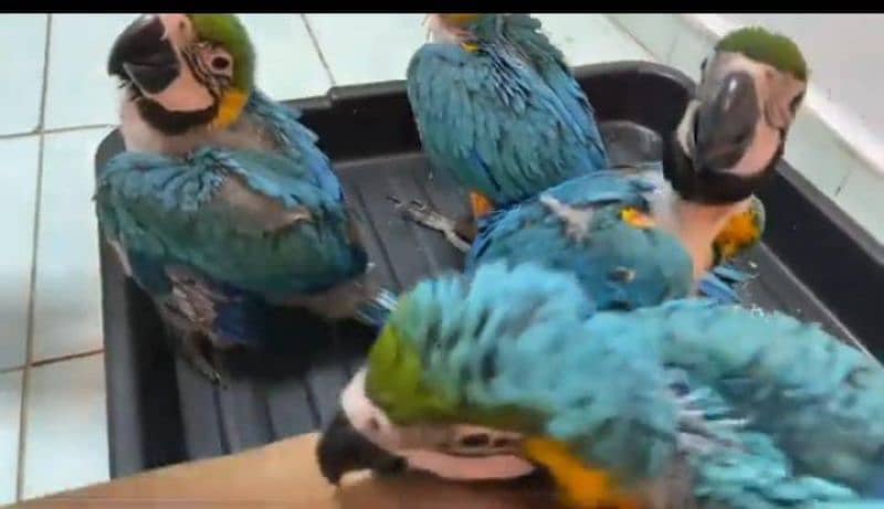 blue macaw chicks healthy active 03496826931 0