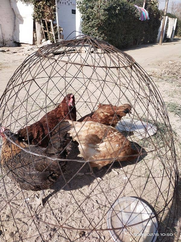 Golden Egg Laying Misri Hens 1