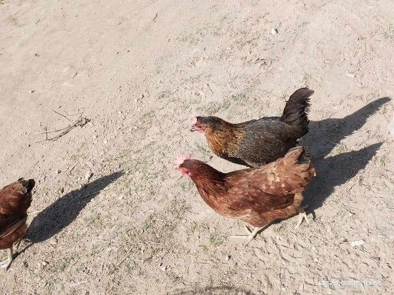 Golden Egg Laying Misri Hens 2