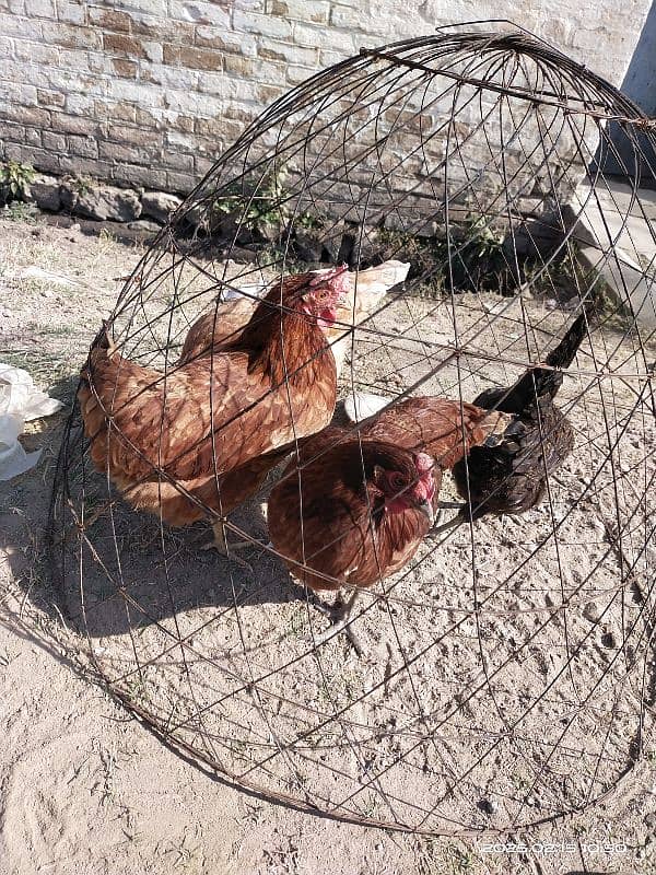 Golden Egg Laying Misri Hens 4