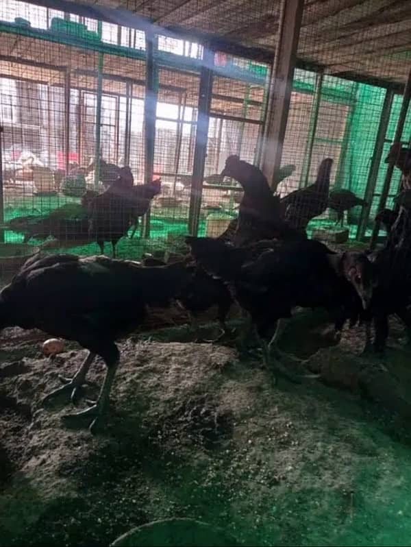 Chicks | Heera | Thai | Dragon | Shamoo | Shamo  | Hera | Qadri Birds 7
