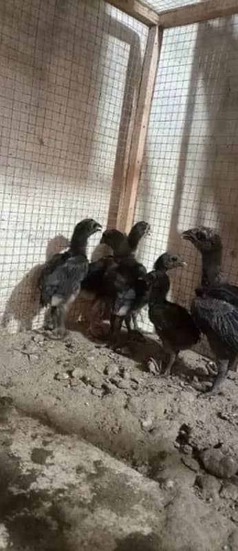 Chicks | Heera | Thai | Dragon | Shamoo | Shamo  | Hera | Qadri Birds 9