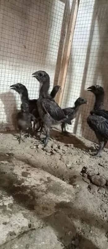 Chicks | Heera | Thai | Dragon | Shamoo | Shamo  | Hera | Qadri Birds 10