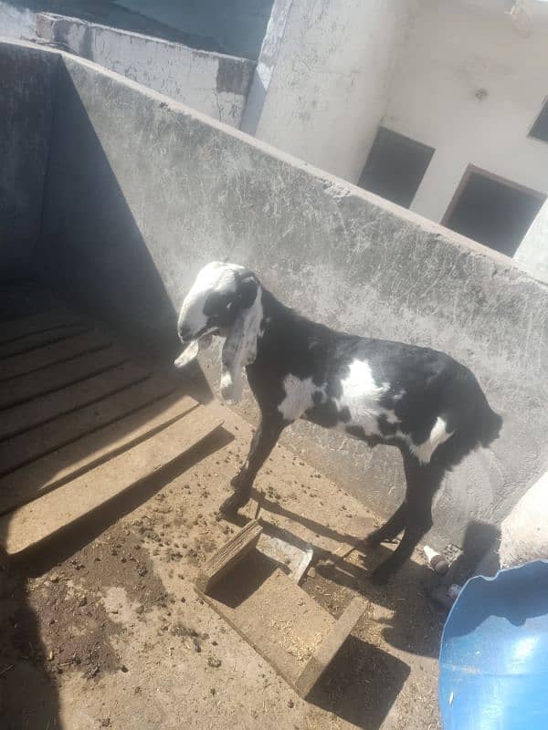 Bakra Goat Khassi کھسی بکرا عمر دس مہینے ا 3