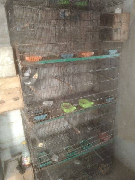 cage for sale 1