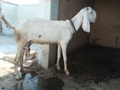 rajanpuri cross bakri with 3 baby 2 male 1 female