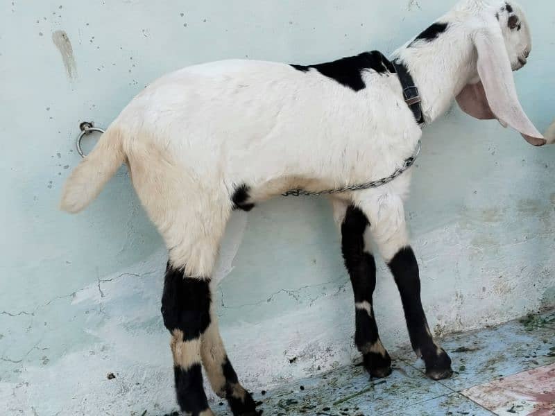 Gulqbi bakri with 3 baby 2 male 1 female 1