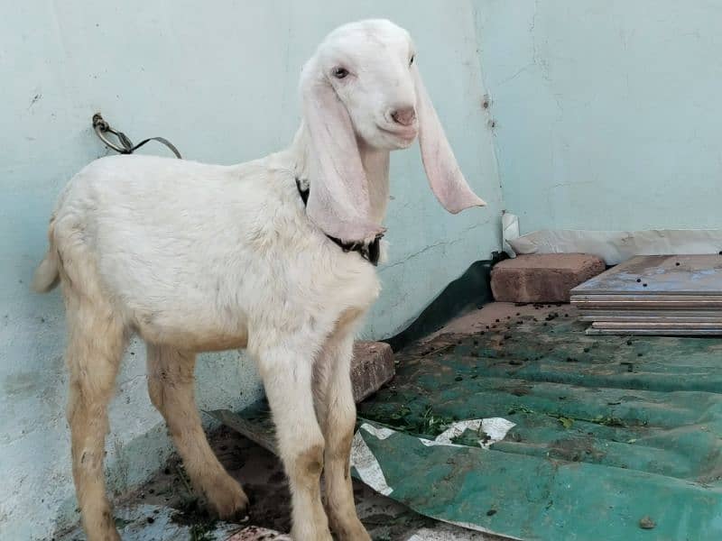 Gulqbi bakri with 3 baby 2 male 1 female 3