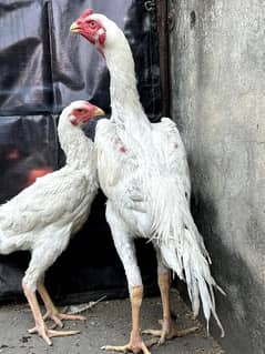 King Size White Shamo Pair For Sale