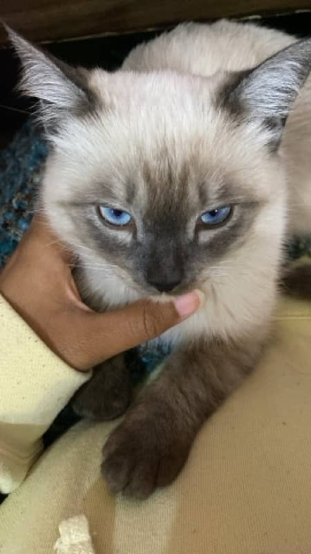 siemese kitten for sale 3