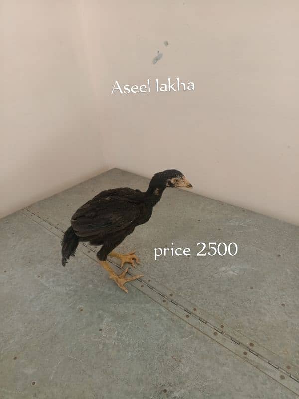 3 aseel chicks for sale urgently 0