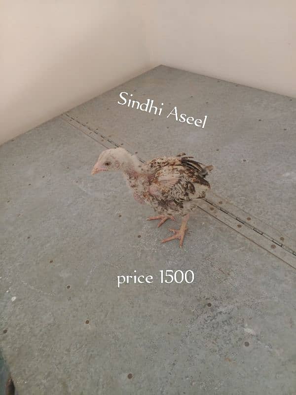 3 aseel chicks for sale urgently 14