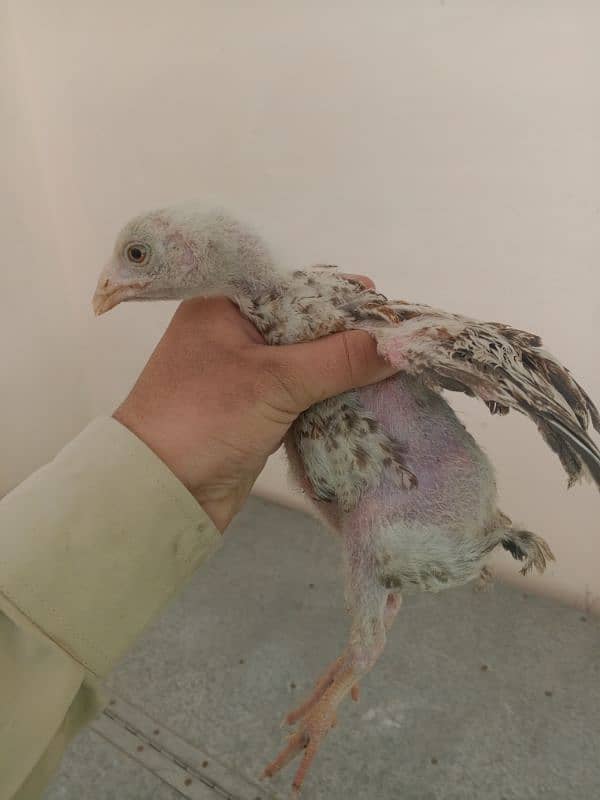 3 aseel chicks for sale urgently 16