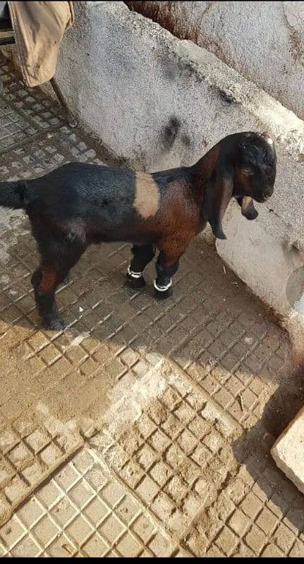 Kamori goat baby 0