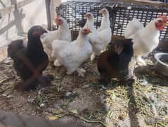 Fancy hen, zero size bantam, 3500 per bird