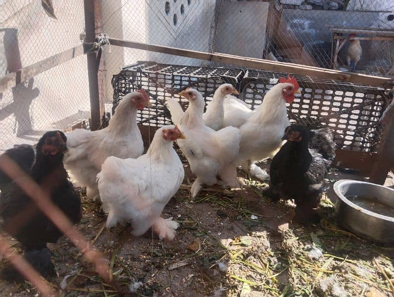 Fancy hen, zero size bantam, 3500 per bird 1