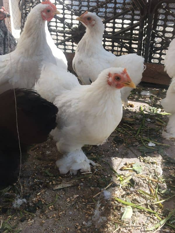 Fancy hen, zero size bantam, 3500 per bird 2