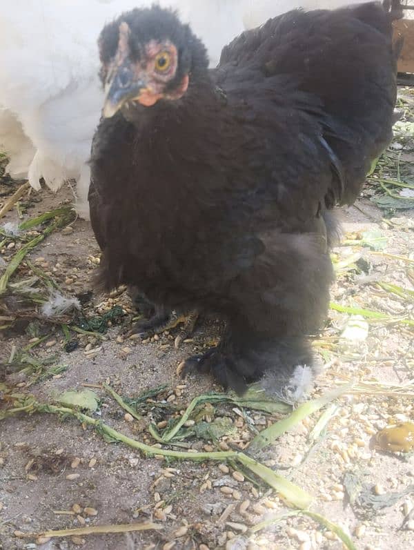 Fancy hen, zero size bantam, 3500 per bird 3