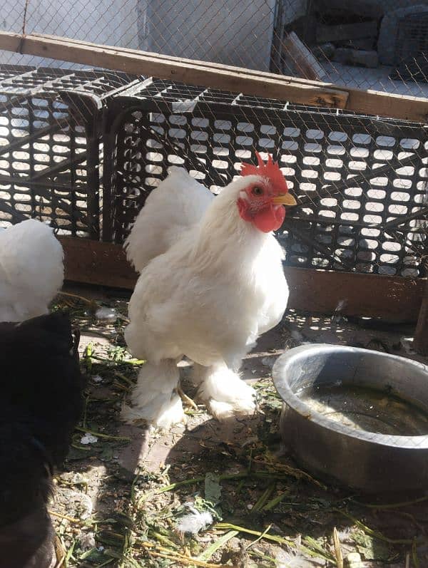 Fancy hen, zero size bantam, 3500 per bird 4