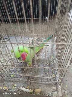 Ringneck Male Available for Sale