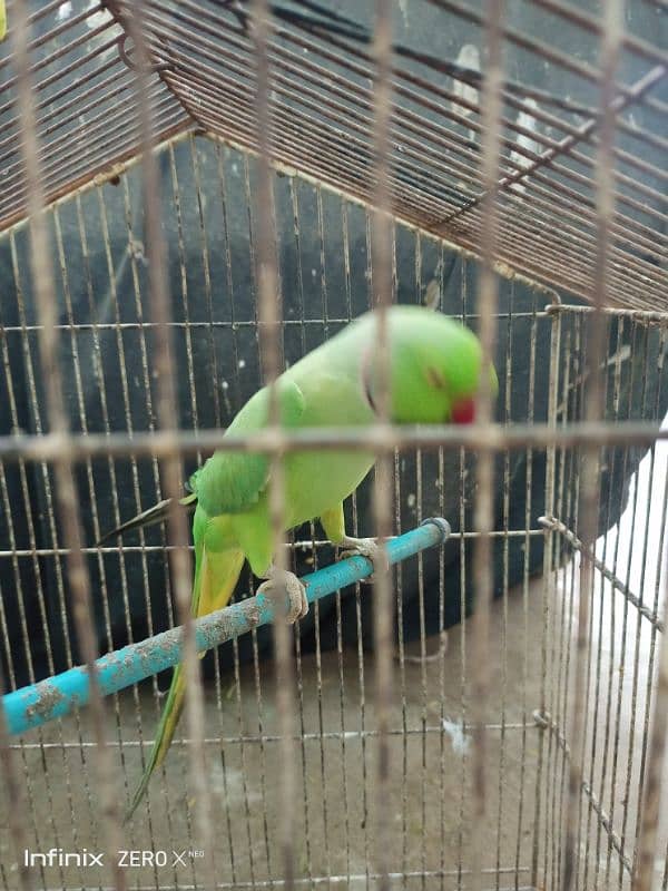 Ringneck Male Available for Sale 1