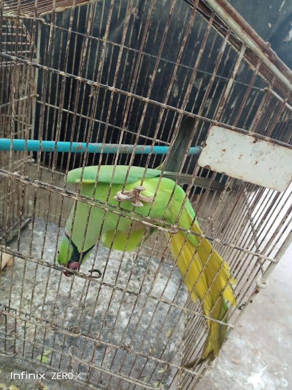 Ringneck Male Available for Sale 2