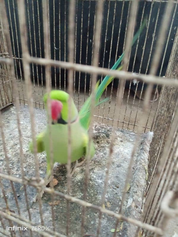 Ringneck Male Available for Sale 3