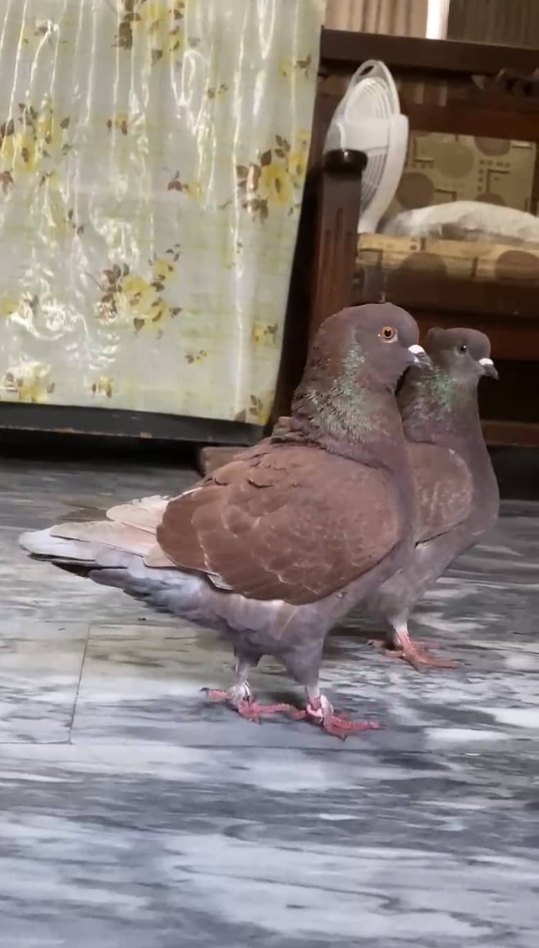 King Pigeon 1