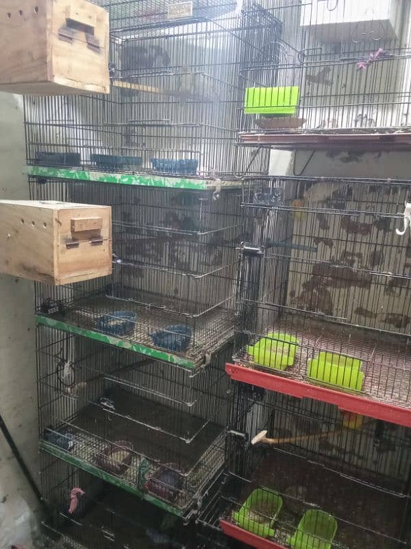 cages for birds like new 1