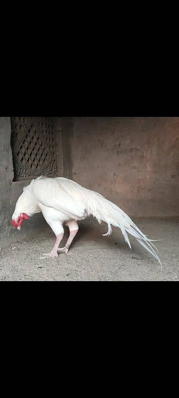 heera paper white  aseel eggs 4