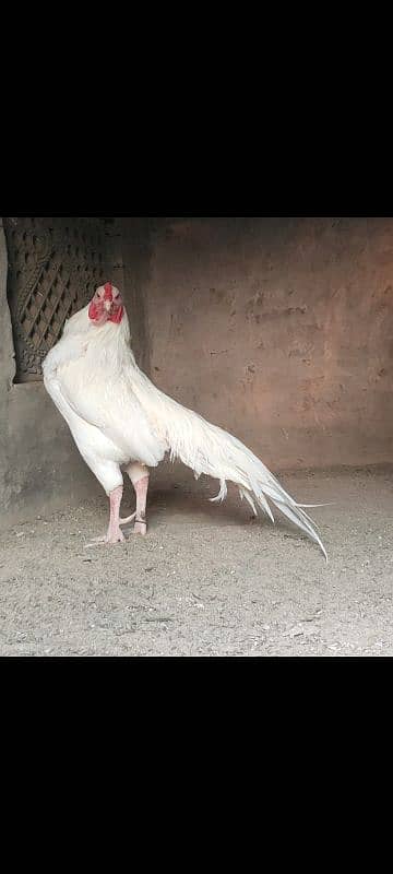 heera paper white  aseel eggs 5