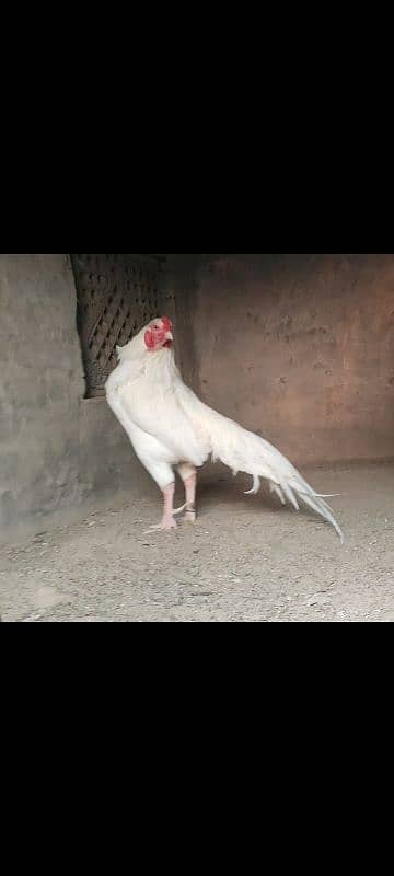 heera paper white  aseel eggs 6