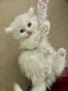 Male Female Semi-Punch White Tripple Coated Persian Kittens DHA Lahore