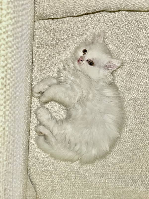 Male Female Semi-Punch White Tripple Coated Persian Kittens DHA Lahore 1