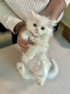 Kitten Persian White Male Female Semi-Punch Tripple Coated DHA Lahore