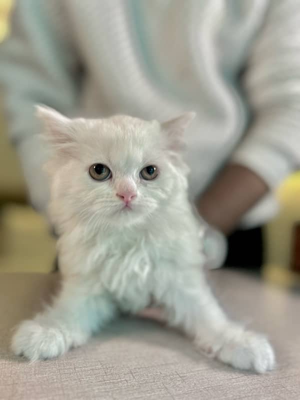 Male Female Semi-Punch White Tripple Coated Persian Kittens DHA Lahore 3