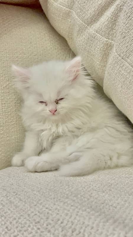 Male Female Semi-Punch White Tripple Coated Persian Kittens DHA Lahore 4